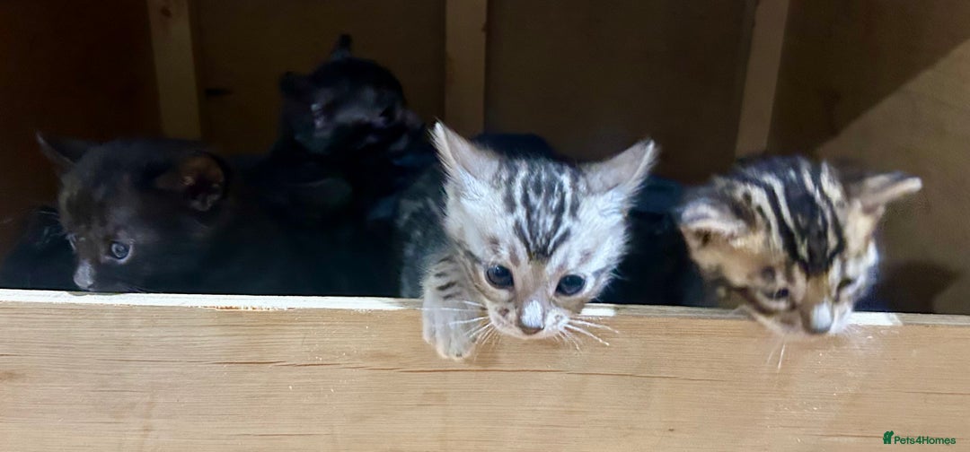 Bengal cats for sale: Last Stunning Bengal kitten ready for reservation  - Advert 4