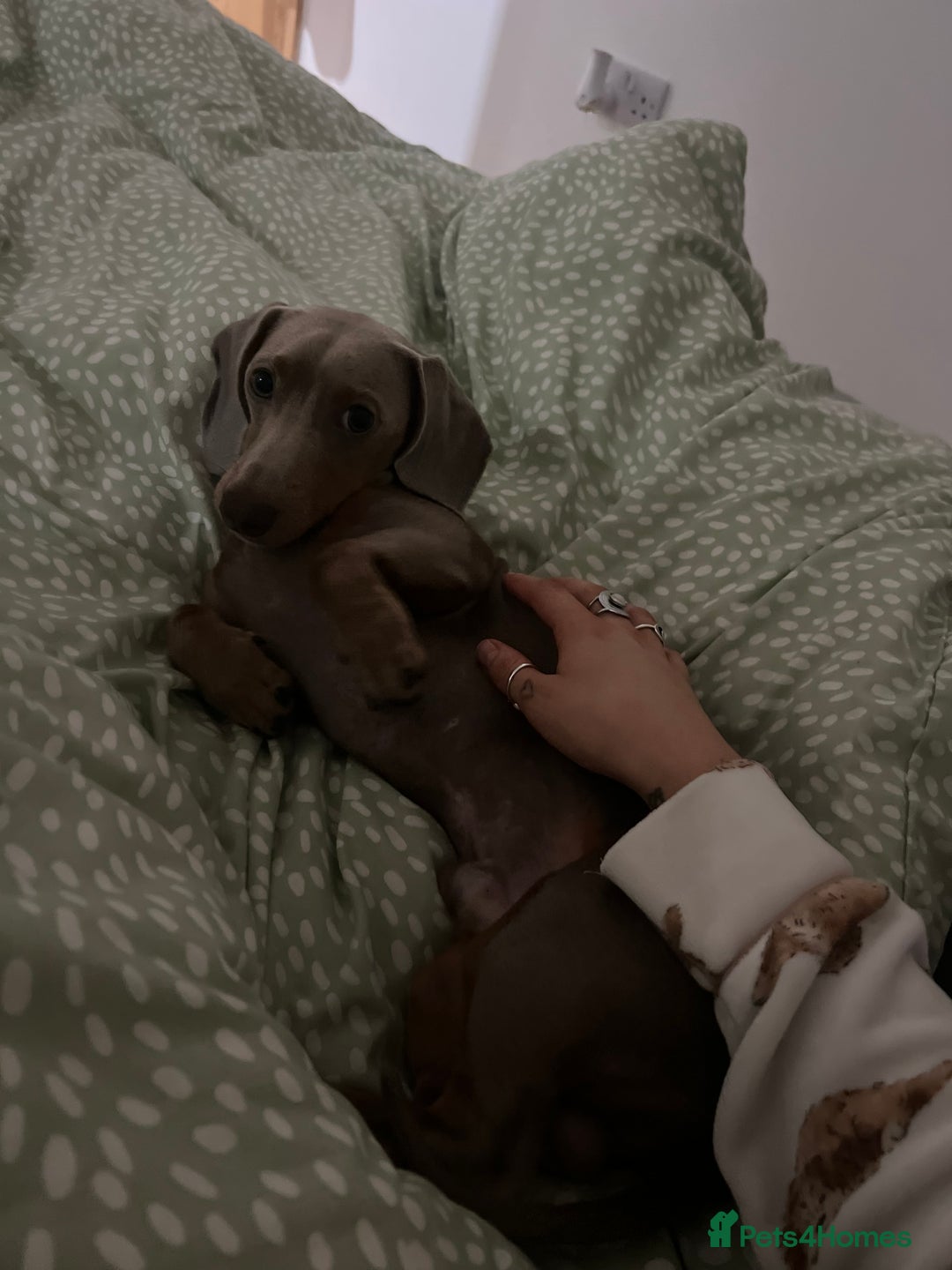 Miniature Dachshund dogs for sale: 9 month, KC registered miniature dachshund  - Advert 14