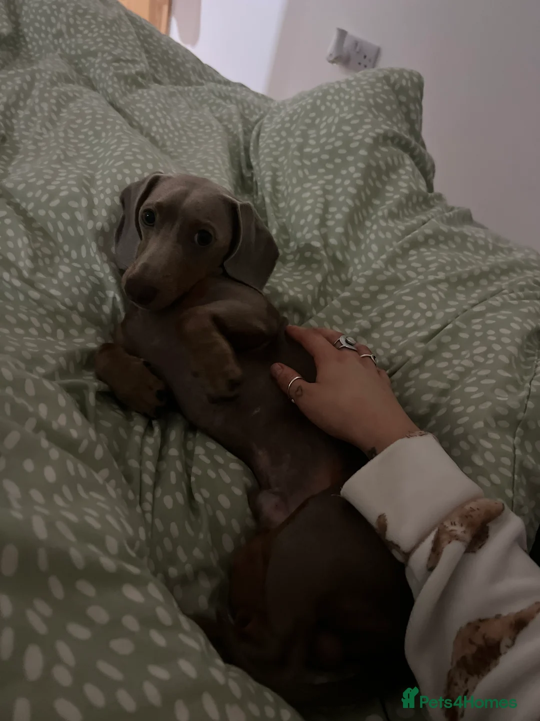 Miniature Dachshund dogs for sale: 9 month, KC registered miniature dachshund  - Advert 14