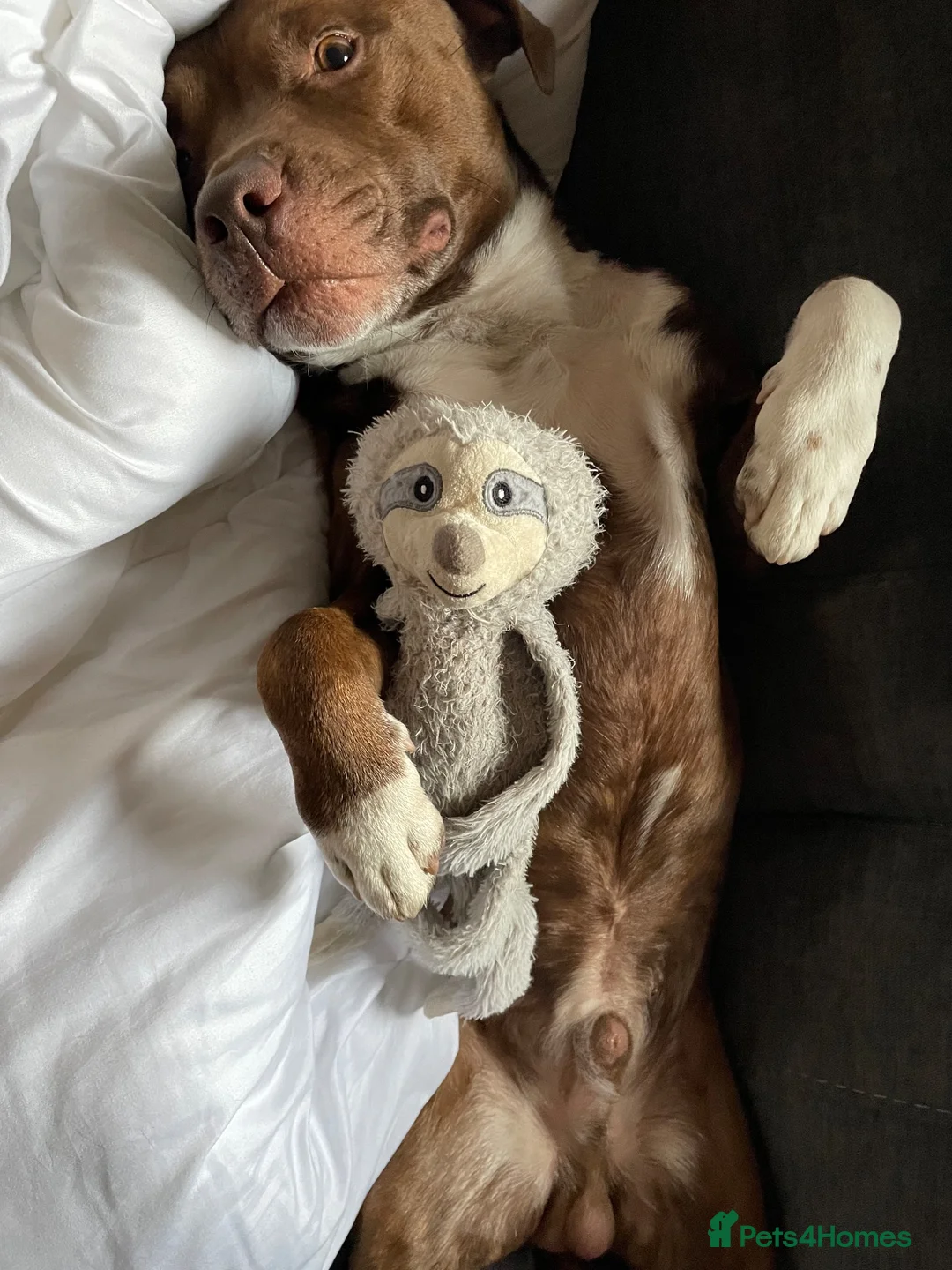 Staffordshire Bull Terrier dogs for stud: Bear  in Perth - Advert 2