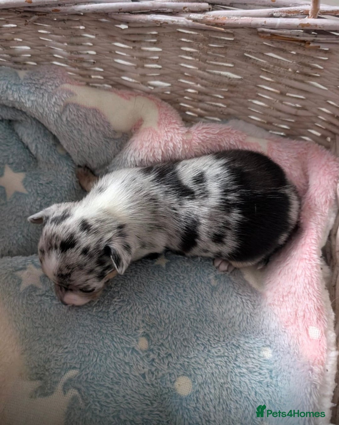 Chihuahua dogs for sale: Beautiful Merle Chihuahua Puppies 🐶  - Advert 26