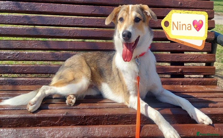 Mixed Breed dogs - Advert 4
