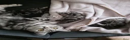 British Shorthair cats for sale: Original BSH Silver Tabby kittens  - Advert 29