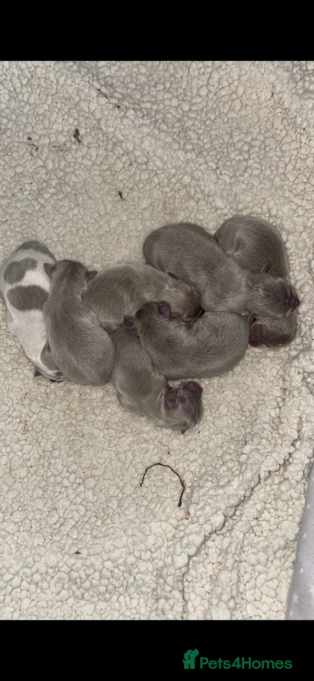 Chihuahua dogs for stud: Proven Stud  in Tamworth - Advert 13