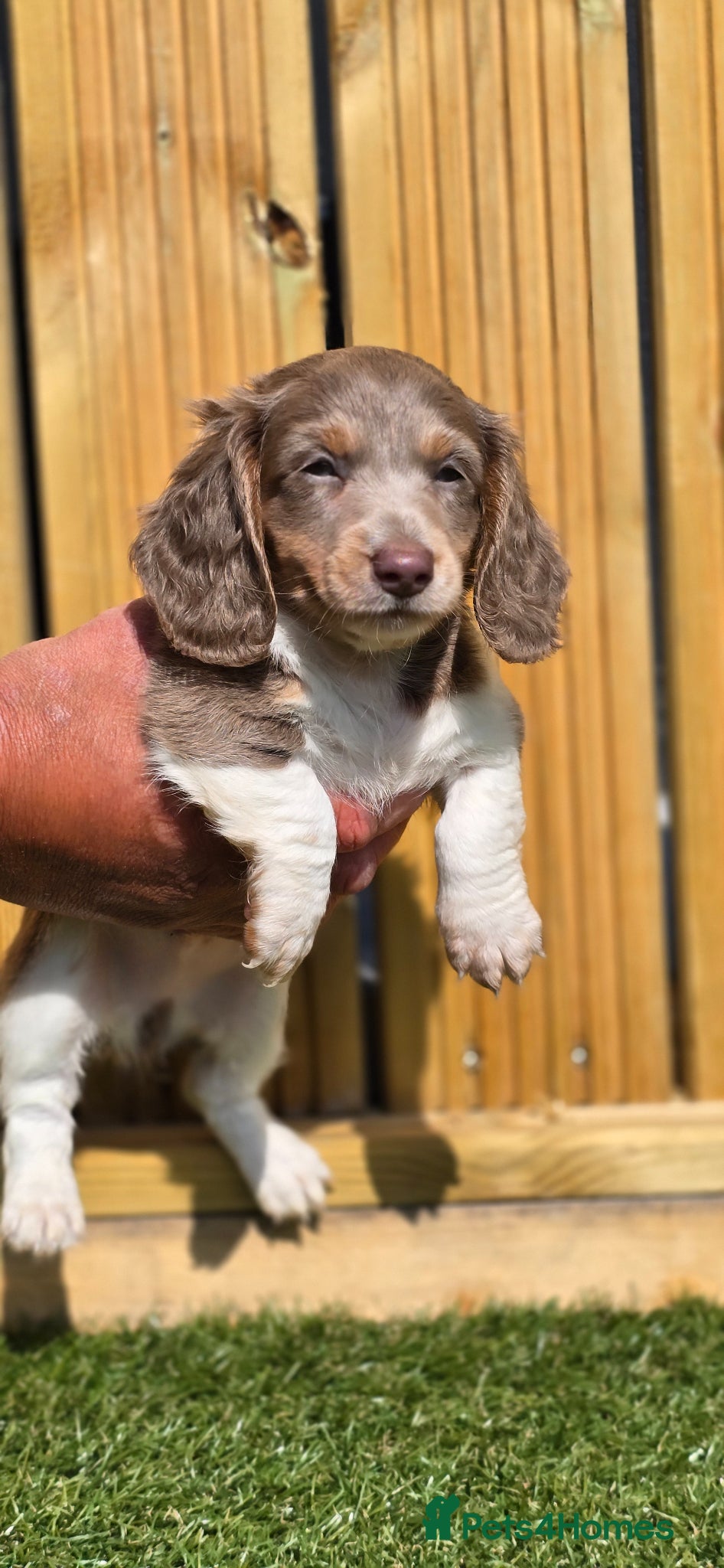 Dachshund dogs Kc Beautiful Miniature Dachshund long haired - Advert 15