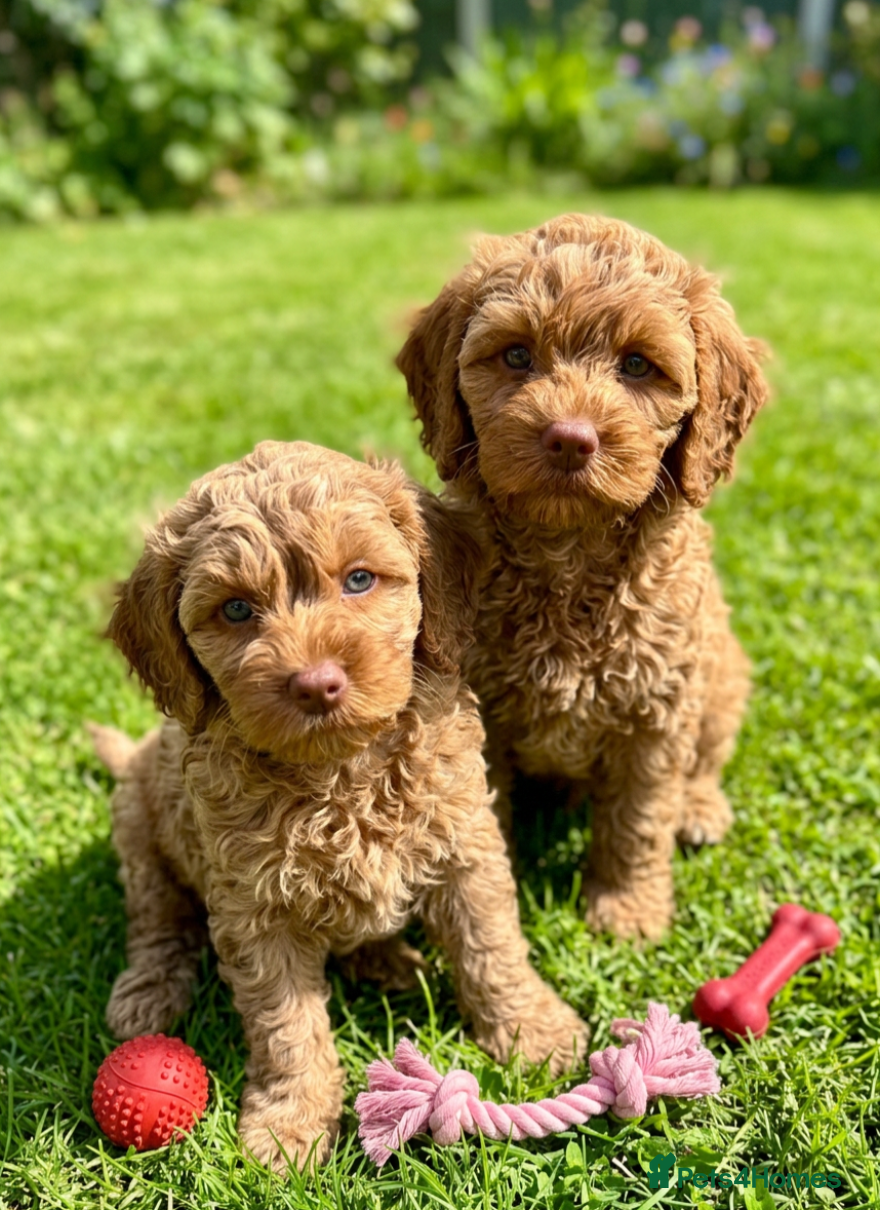 Australian Labradoodle dogs Last minute cancellation💙♥️Australian labradoodle - Advert 9