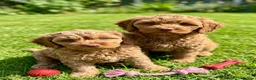 Australian Labradoodle dogs for sale: ♥️♥️price drop/Lovely girl/Australian labradoodle - Advert 22