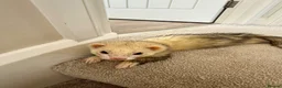 Ferret rodents for sale: Two brother ferrets for sale - Advert 2