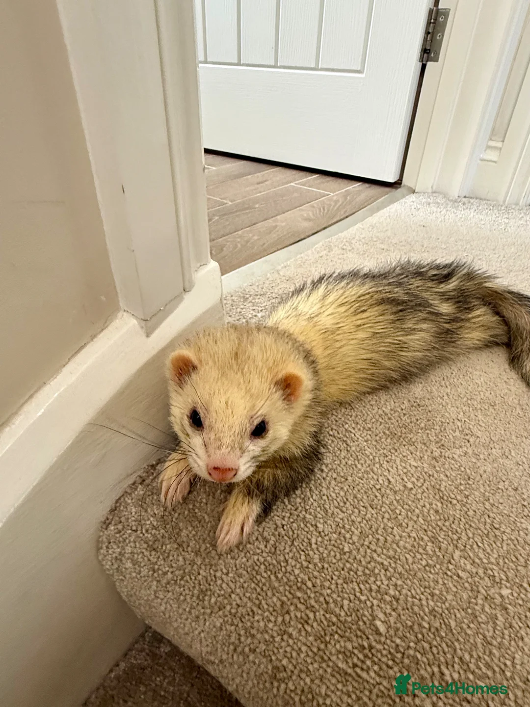 Ferret rodents for sale: Two brother ferrets for sale - Advert 2