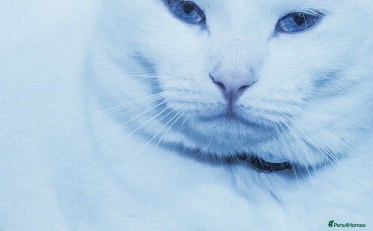 Mixed Breed cats - Advert 15