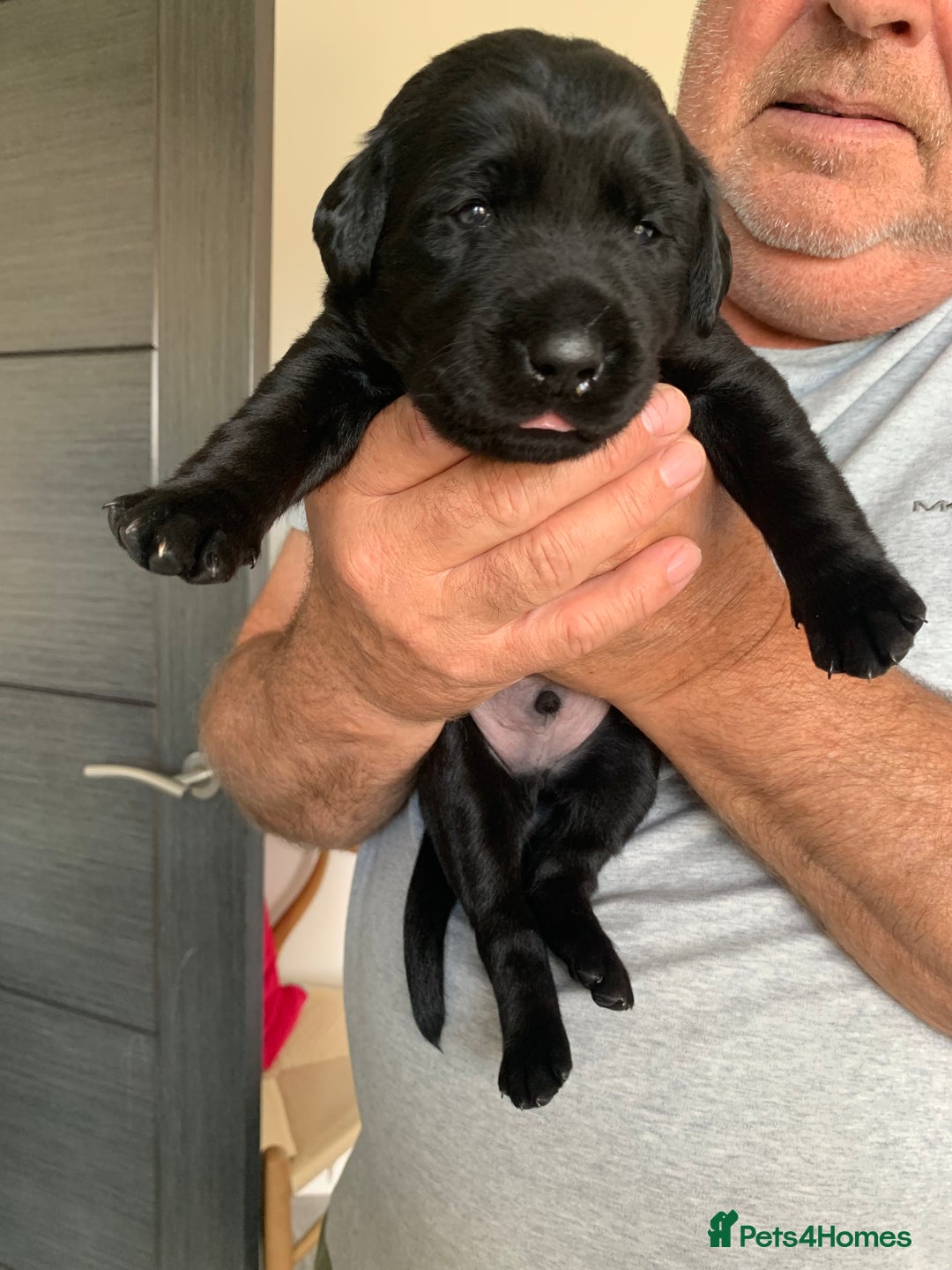 Labrador Retriever dogs for sale: 5* breeder🐾beautiful glossy black puppies ❤️  - Image 15