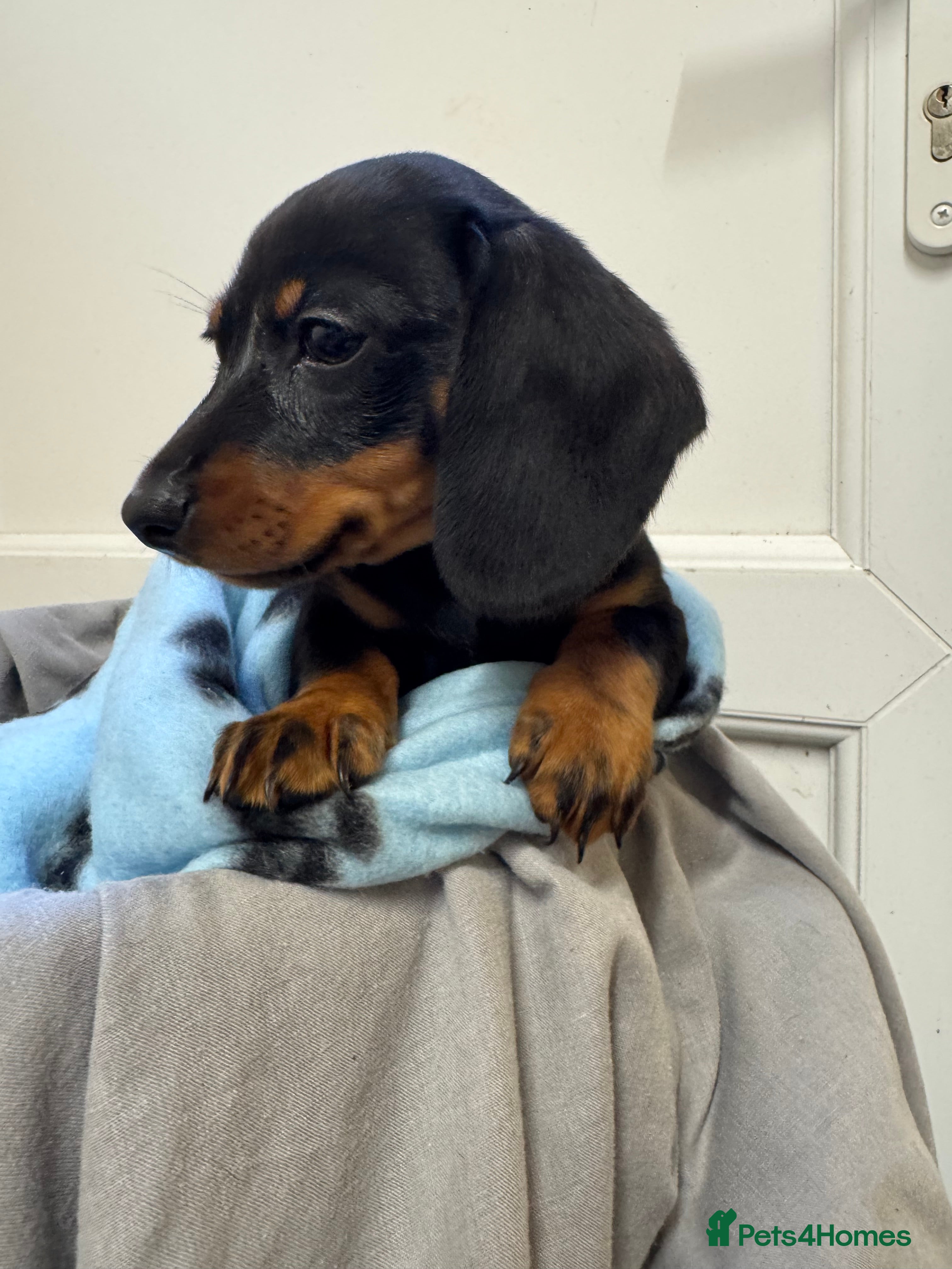 Dachshund dogs BLACK AND TAN MINIATURE DACHSHUND PUPPIES  - Advert 18