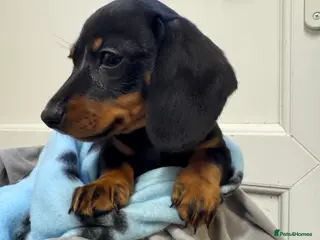 Dachshund dogs BLACK AND TAN MINIATURE DACHSHUND PUPPIES - Advert 18