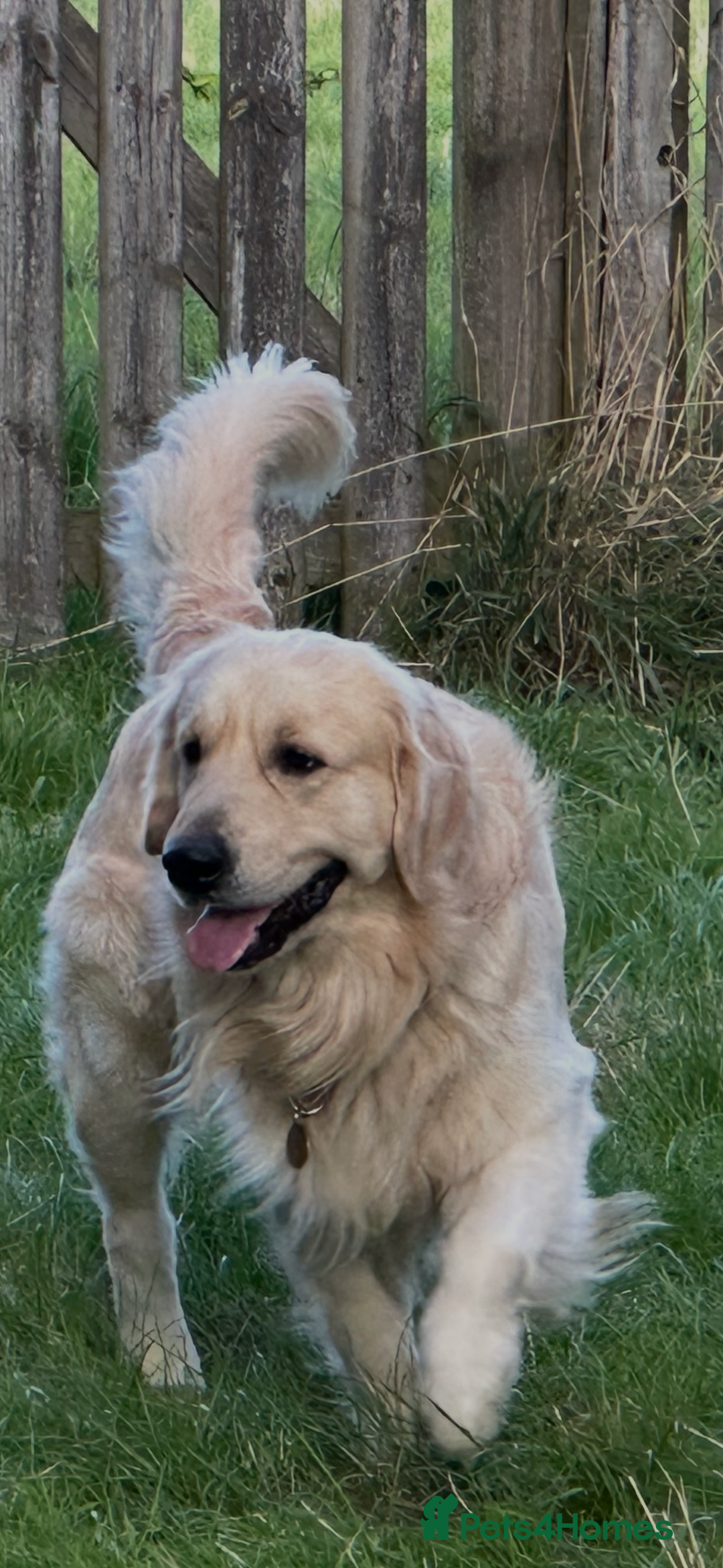 Golden Retriever dogs for stud: Golden Retriever for stud in Thirsk - Advert 4