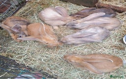 Continental Giant rabbits for sale: Continental Giant RARE HARLIE COLOURED DOE  READY - Image 6