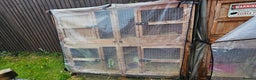 Guinea Pig rodents for sale: 2 guinea pigs  - Advert 4