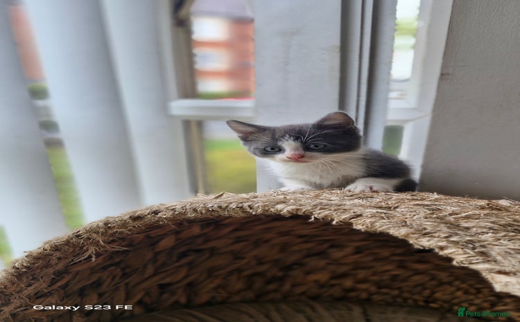 Mixed Breed cats - Advert 9