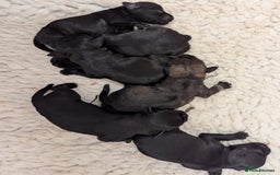 Miniature Schnauzer dogs for sale: Fully Health Tested,Kc Reg'd Mini Schnauzer Pups  - Image 2