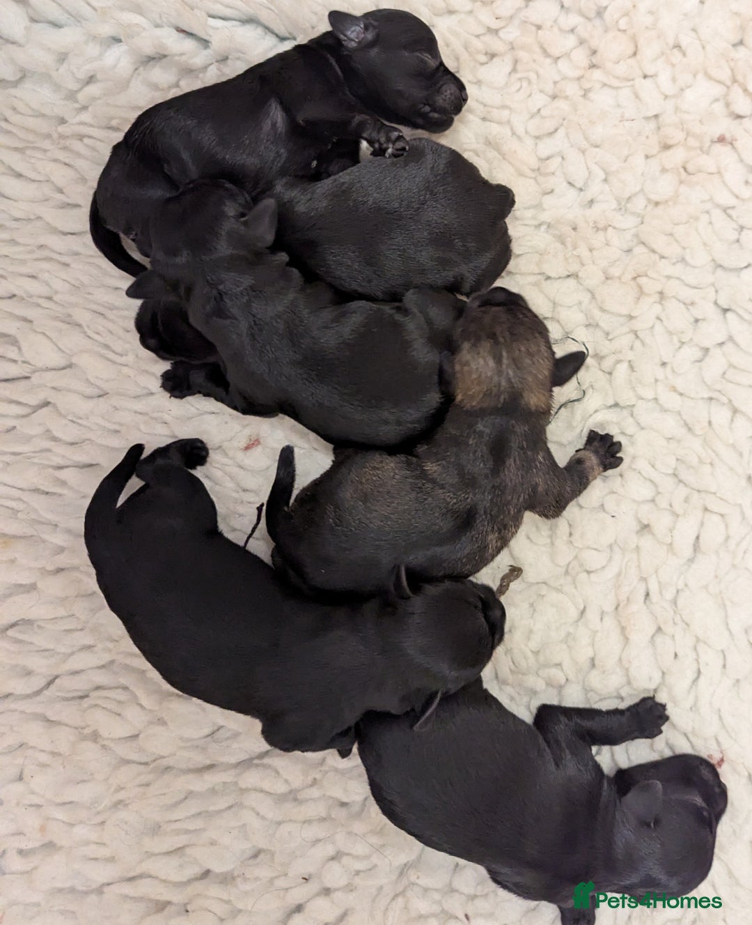 Miniature Schnauzer dogs for sale: Fully Health Tested,Kc Reg'd Mini Schnauzer Pups  - Image 2