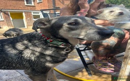 Mixed Breed dogs for adoption: Shirley - Norwich Norfolk  - Image 18