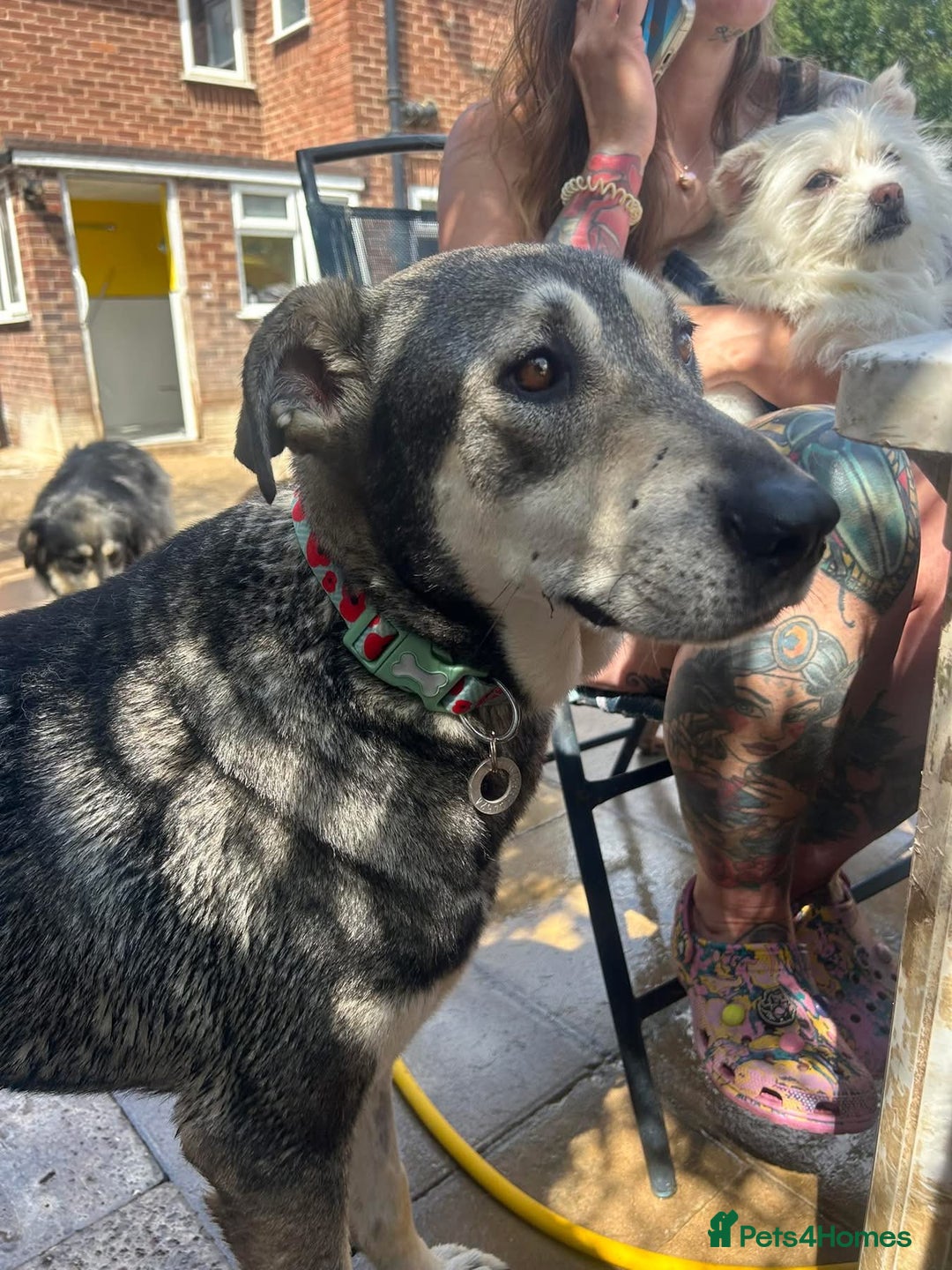 Mixed Breed dogs for adoption: Shirley - Norwich Norfolk  - Image 18