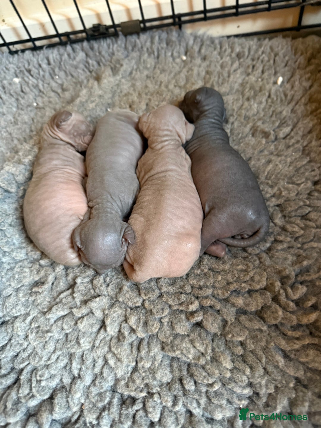 Sphynx cats for sale: ✨ Gorgeous Chunky Sphynx Kittens – Ready Soon! ✨ - Advert 20