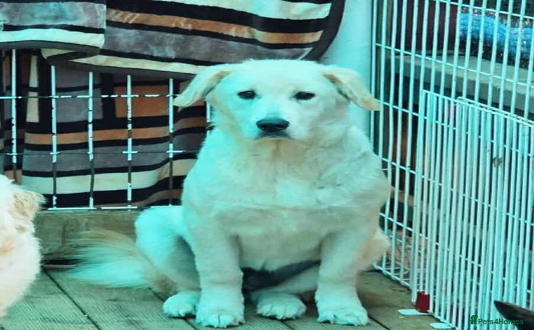 Labrador Retriever dogs - Advert 1
