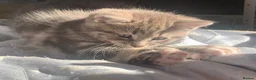 Mixed Breed cats for sale: For Sale Gorgeous Grey Tabby Male Kitten - Advert 9