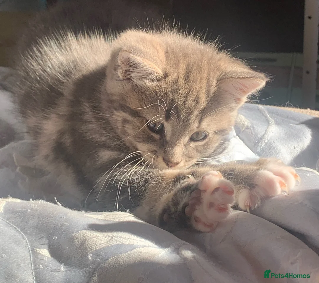 Mixed Breed cats for sale: For Sale Gorgeous Grey Tabby Male Kitten - Advert 9