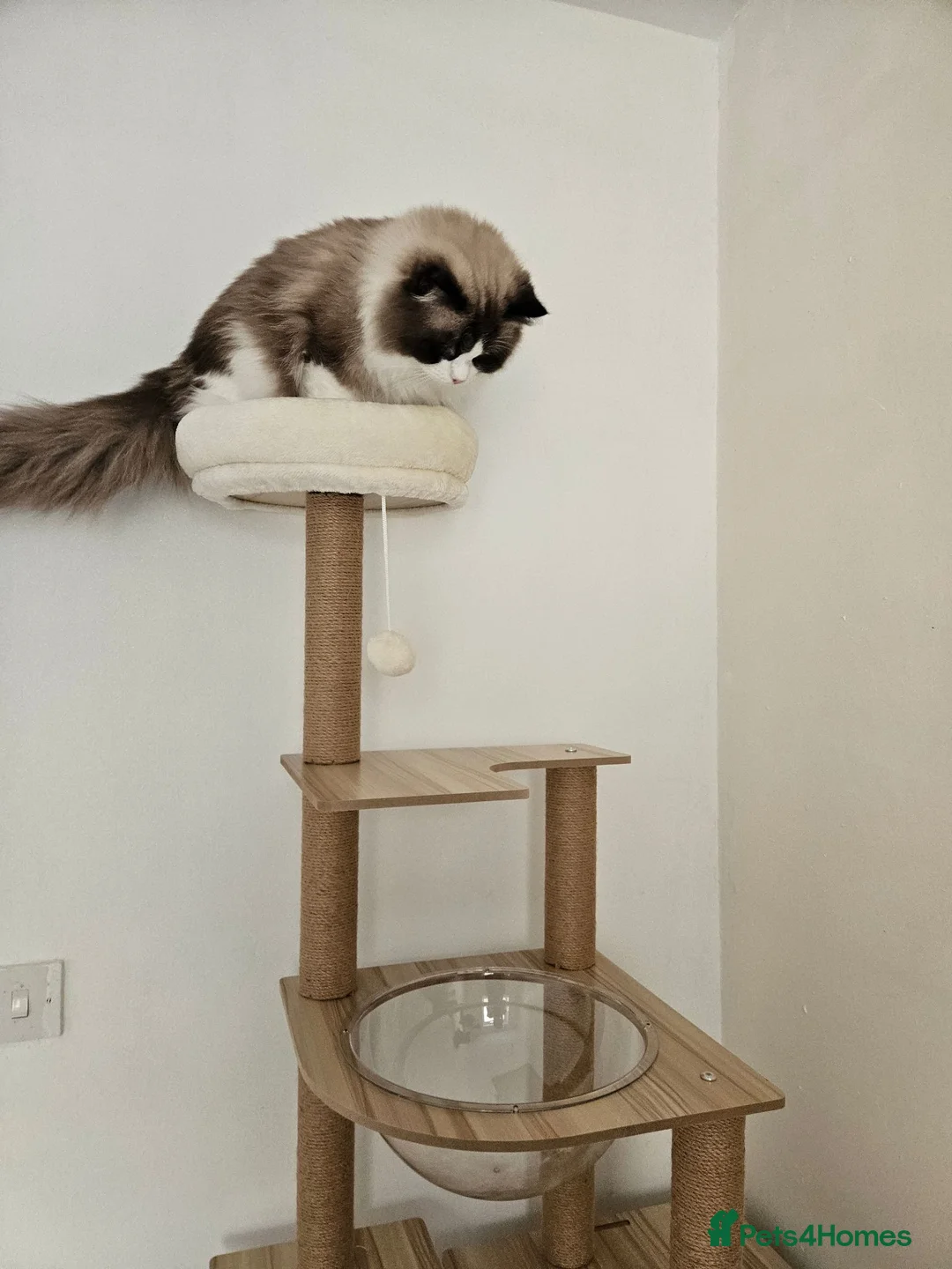 Ragdoll cats for sale: Active GCCF Championship Ragdoll Boy  - Advert 1