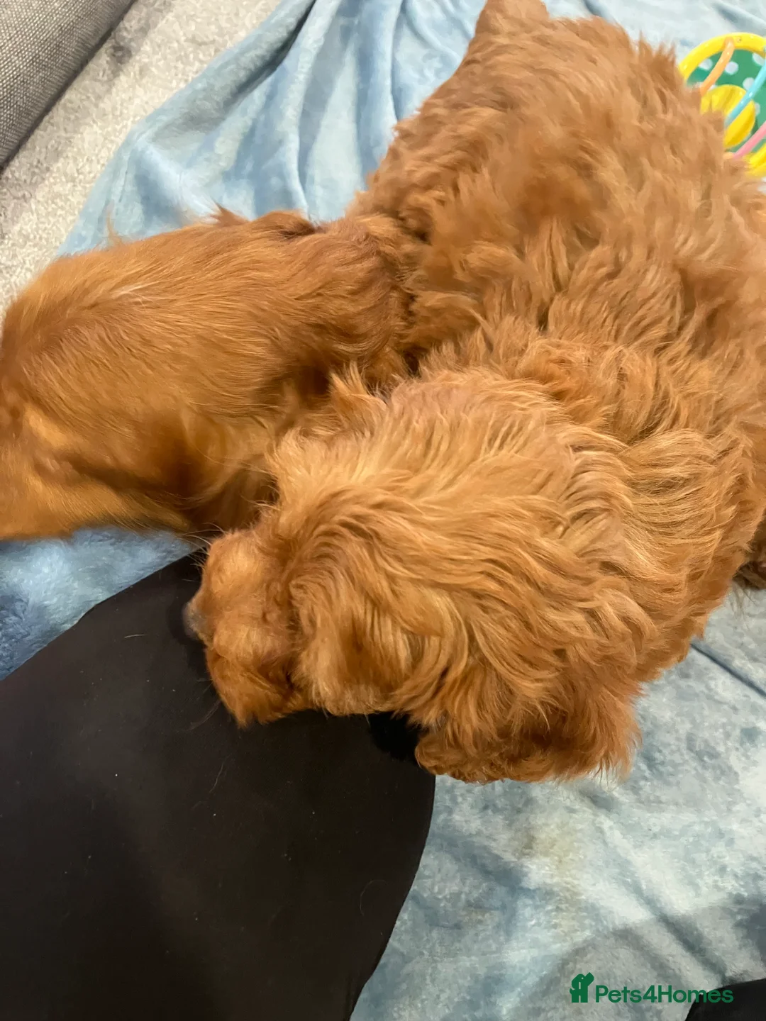 Cockapoo dogs for sale: Our darling cockapoos 🥰 - Advert 2