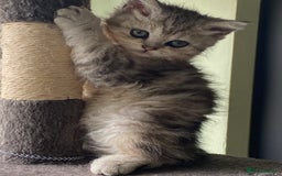 Selkirk Rex cats for sale: Beautiful selkirkrex babies - Image 9