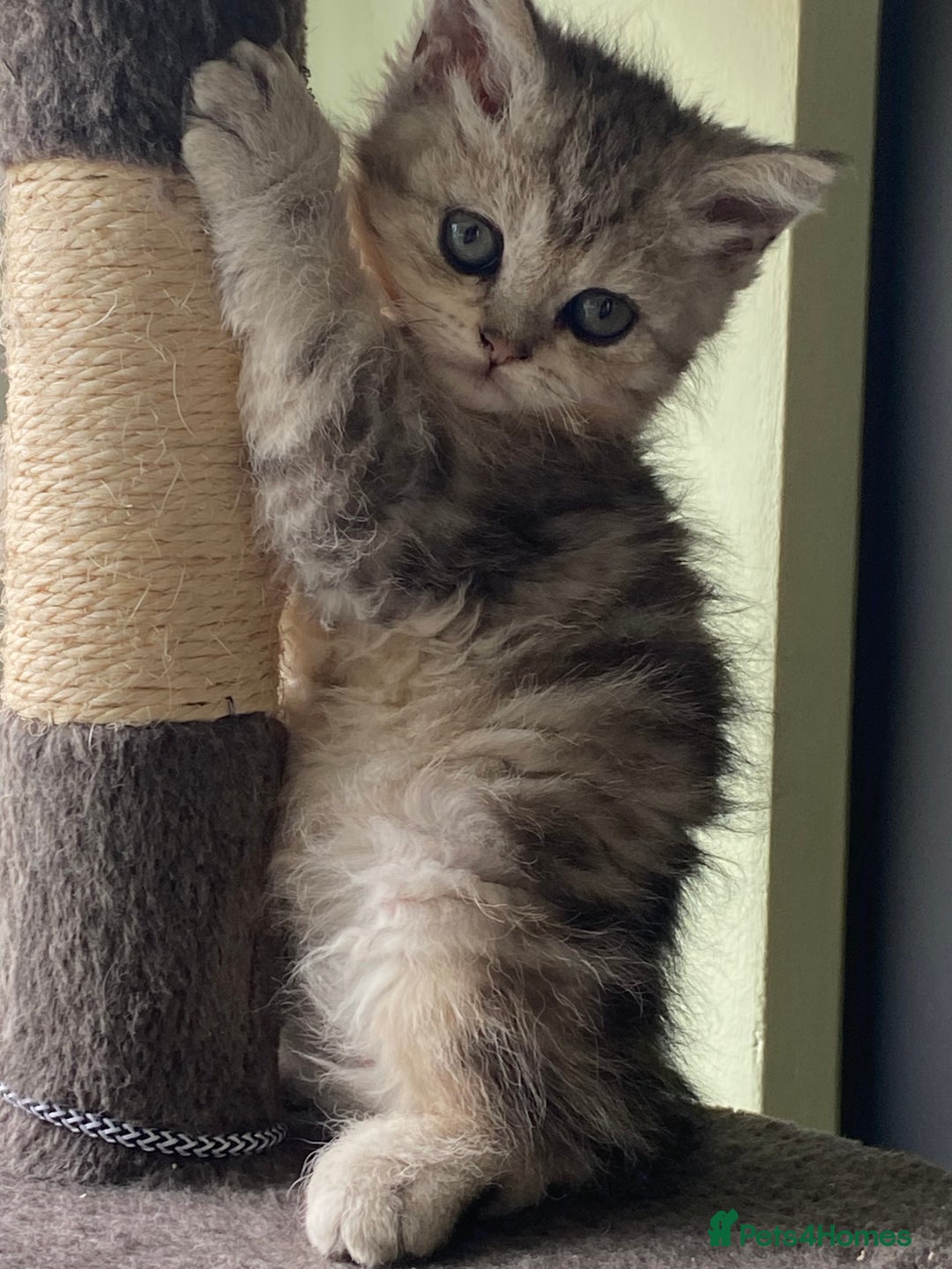 Selkirk Rex cats for sale: Beautiful selkirkrex babies - Image 9