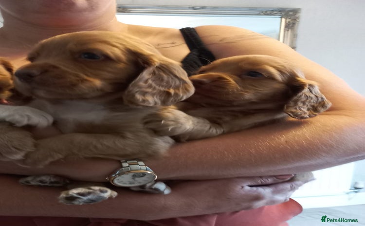 Cocker Spaniel dogs - Advert 8