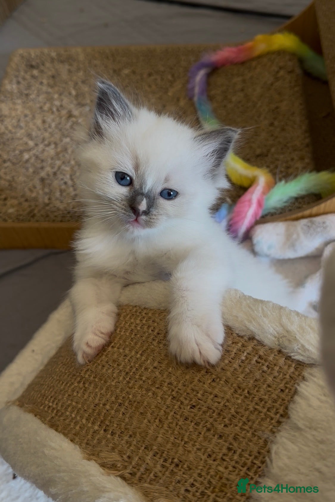 Ragamese cats 3 GIRLS LEFT! TWO SIAMESE AND ONE RAGDOLL - Advert 2