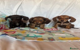Miniature Dachshund dogs for sale: Miniature dachshund **updated  - Image 21