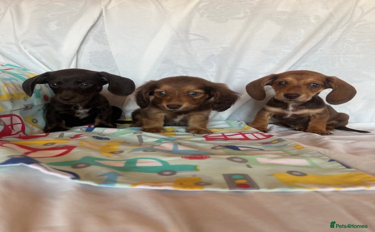 Miniature Dachshund dogs - Advert 6
