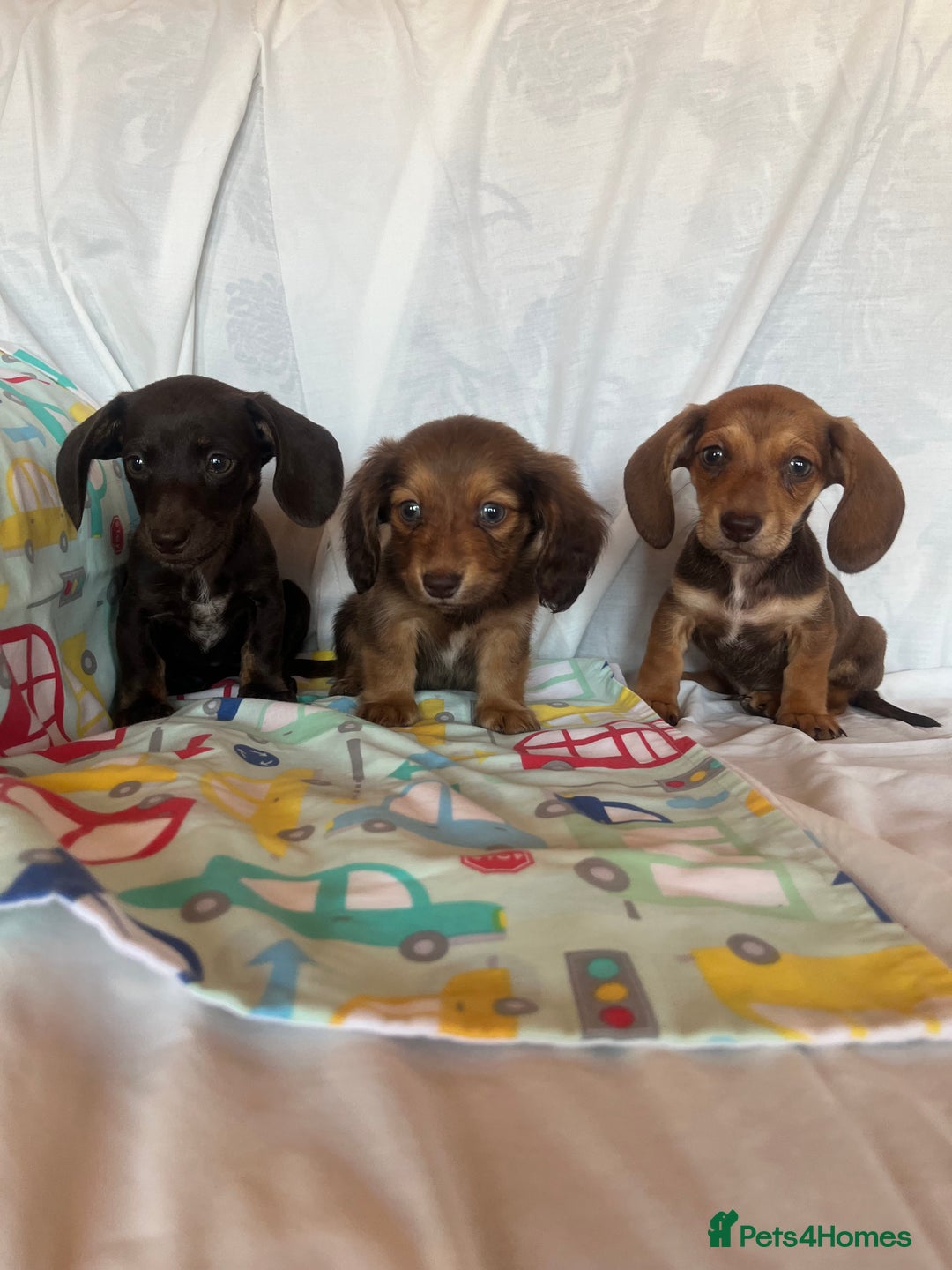 Miniature Dachshund dogs for sale: Miniature dachshund **updated  - Image 21