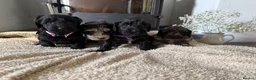 Cockapoo dogs for sale: Health tested F1 Cockapoos  - Advert 14