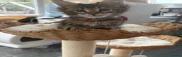 Maine Coon cats for sale: Show quality Maine coon kittens - Advert 4