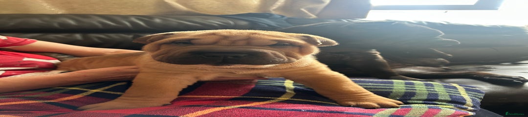 Shar Pei Puppy 3