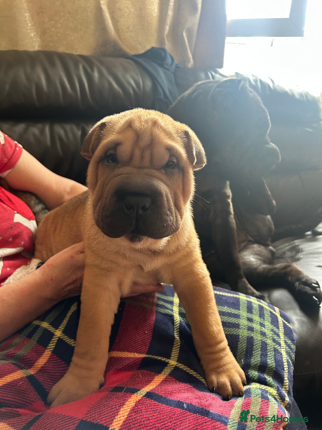 Shar Pei dogs for sale: 2 females 3 males Shar pei pups - Image 32