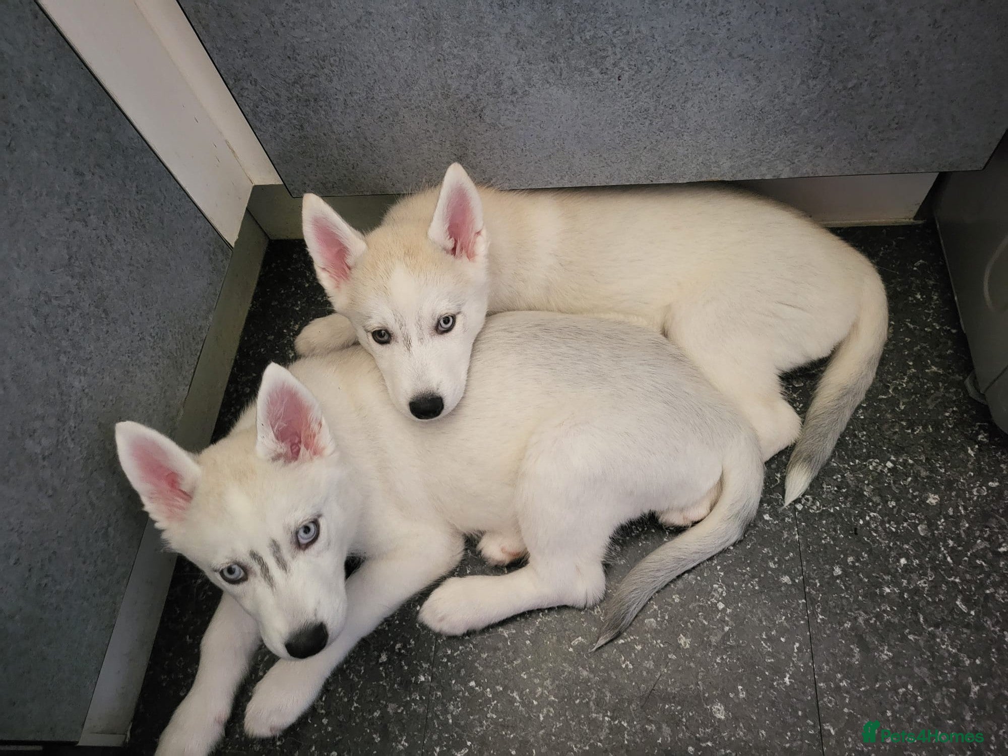 Siberian Husky dogs for sale: Beautiful Siberian husky Pups, Rare Eye Colour - Advert 1