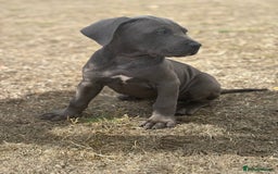Cane Corso dogs for sale: Cane corso puppy  - Image 4
