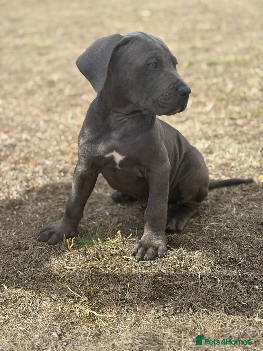 Cane Corso dogs for sale: Cane corso puppy  - Image 4