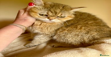 British Shorthair cats - Advert 2