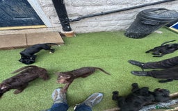 Labradoodle dogs for sale: Labradoodle puppies - Image 16