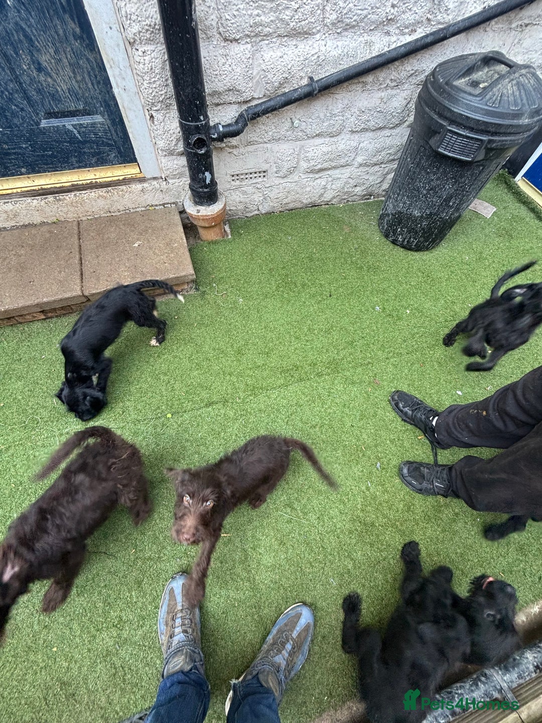 Labradoodle dogs for sale: Labradoodle puppies - Image 16