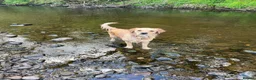 Golden Retriever dogs for sale: ✨EXCEPTIONAL KC GOLDEN RETRIEVER PUPPIES✨ - Advert 2