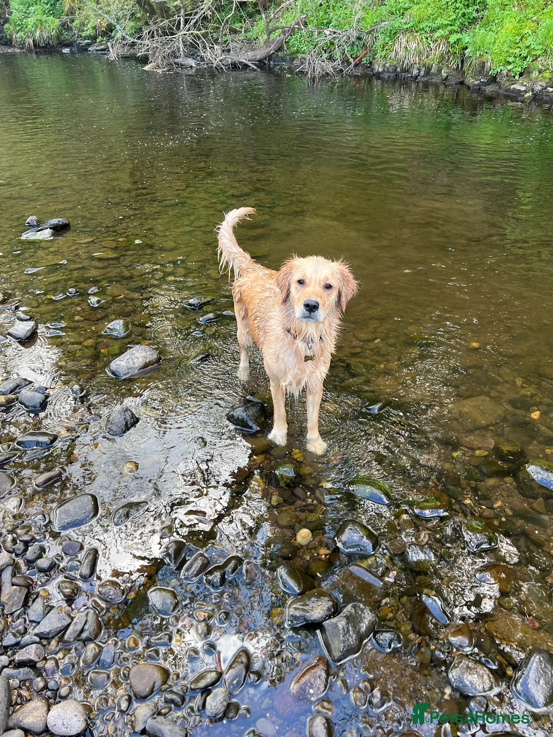 Golden Retriever dogs for sale: ✨EXCEPTIONAL KC GOLDEN RETRIEVER PUPPIES✨ - Advert 2